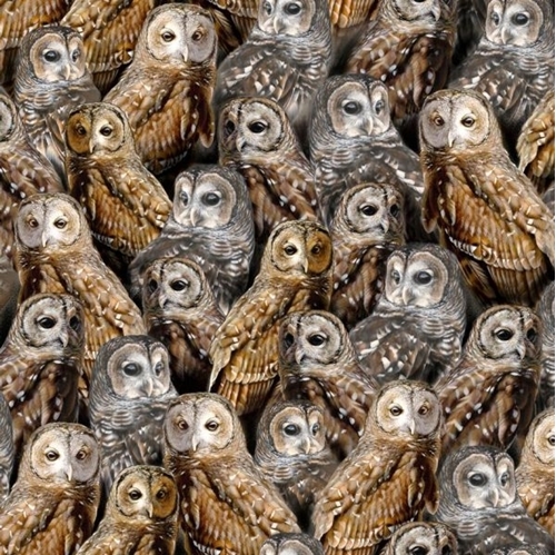 Horned Owls